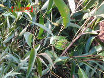 500g Freshly picked Eucalyptus leaves Honey Bag Glider Supplies Food Climbing Toys Honey likes eucalyptus branches