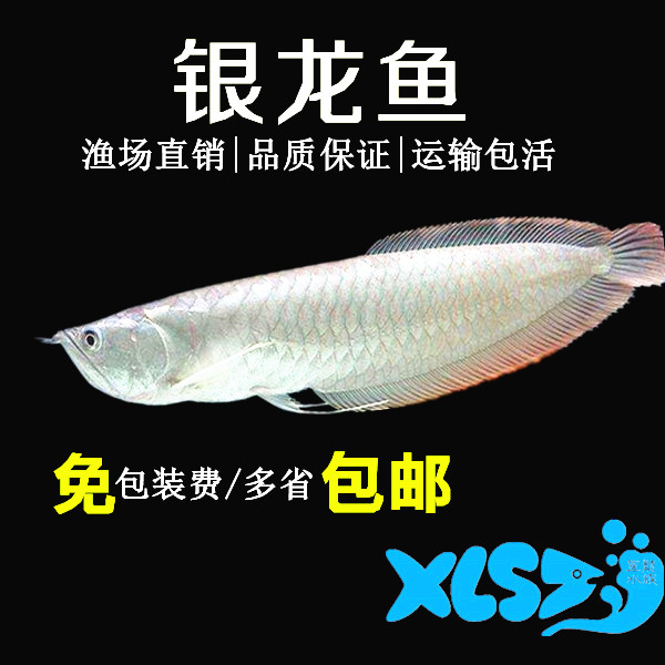 Silver dragon fry tropical ornamental fish Golden Dragon large ornamental fish Colorful silver map red parrot mixed breeding Lucky Feng Shui