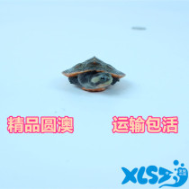 Round Australian tortoise living turtle living ornamental turtle deep water turtle red belly long necked turtle pet turtle