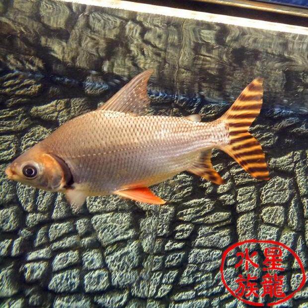 Flying phoenix fish, dragon fish and fish mixed culture, dragon and phoenix Chengxiang, fish boutique eleven and thirteen patterns 13-25CM