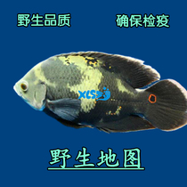 Tropical fish ornamental fish freshwater fish wild map fish origin Marano River pet olinoco map