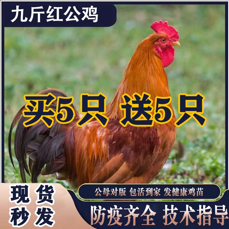 一斤五黑鸡活苗和乌骨鸡有什么区别?适合做绿壳蛋鸡吗?-整鸡整鸡制品-淘宝好物网