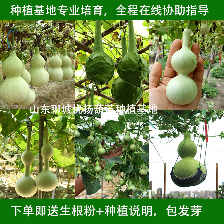 Extra large gourd seeds natural large, medium and small hand twist gourd seeds garden ornamental climbing vine potted wingwen gourd seeds
