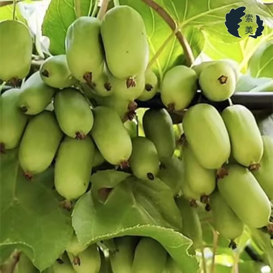 Kiwifruit tree fruit seedlings with leaves and fruit potted garden balcony planting grafted red heart soft jujube kiwifruit seedlings