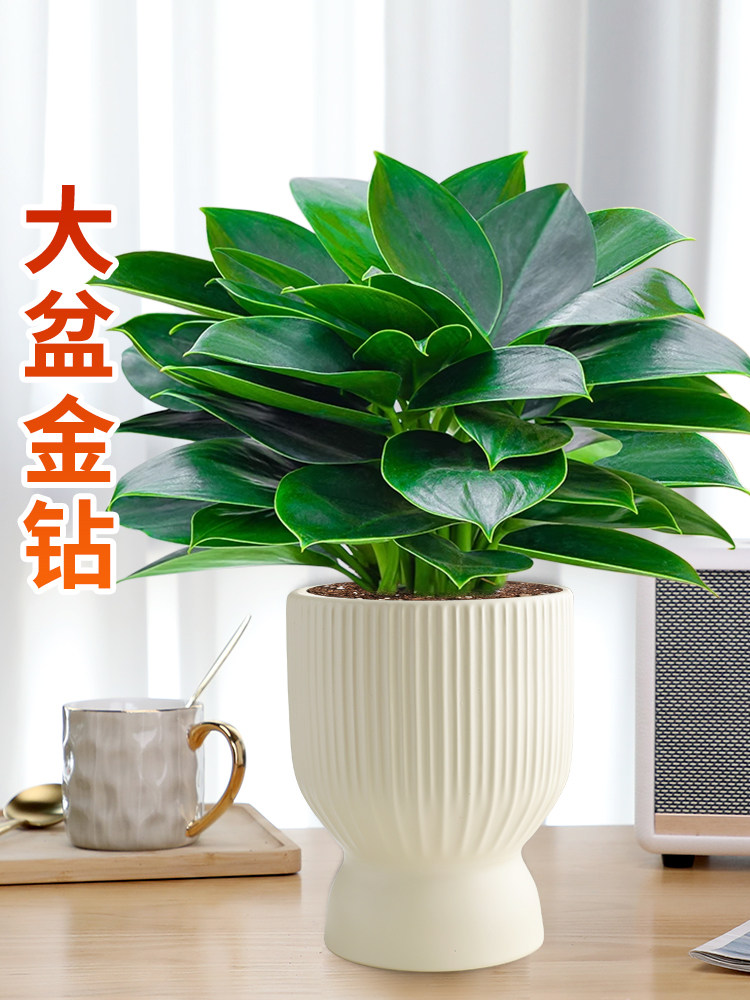 Golden Drill Boutique Large Basin Green Princess Potted Green Lori Water Bacon green plant Multi-meat office for good raising green plant-Taobao