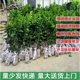 Guangxi sand sugar orange saplings grafted golden sunflower Sihui sugar orange potted fruit trees planted in the south for the results of the year