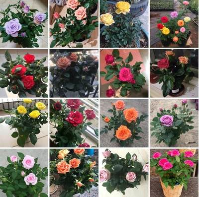 6-year-old rose seedling potted flower viewing flower plant indoor flower rose rose extra large flower four seasons