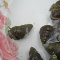 Chongming Green Shell Snail China Fishing Green Fish Thin Shell Living Screw Fresh Field Snail Fishing Green Snail Ornamental Snail View Snail Nest Small Snail