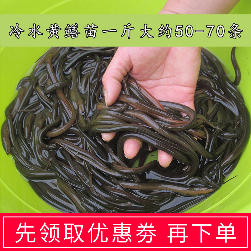 Small rice field eel seedlings freshwater seedlings long fish live cage small seedlings cold water breeding eel seedlings fresh water rice field eel fry