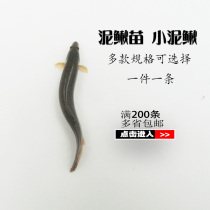 Breeding Clay Loach Miao Green Loach Small Clay Loach Living Earth Fishing Loach Fish Freshly Released Raw Fish Green Loach Live Feed
