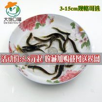 Clay Loach Fry Farming Raft Fishing Small Clay Loach Round Loach Loach Loach Fish For Putting Off Loach Ornamental Fish Live Feed