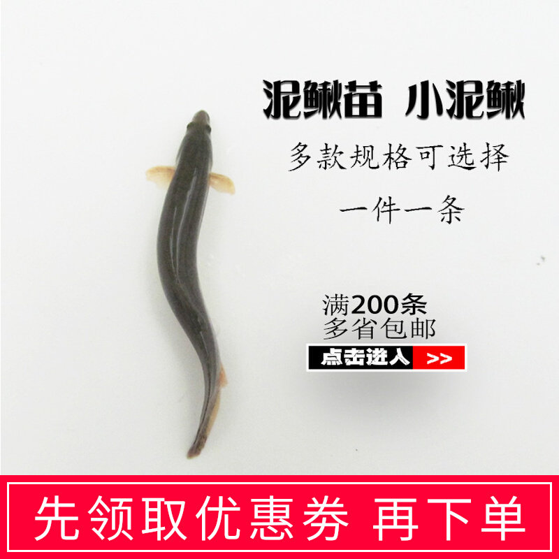 Breeding loach seedlings, green loach, small loach live fish, fresh fish, green loach, live feed