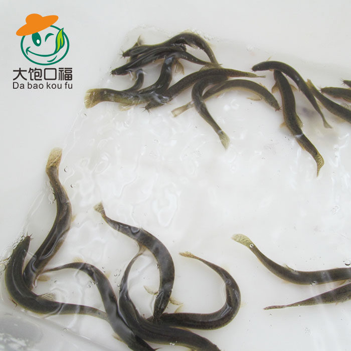 Loach seedlings, small loach, crocodile turtle, loach fishing, stingray fish food, parrot fish feed, arowana live feed