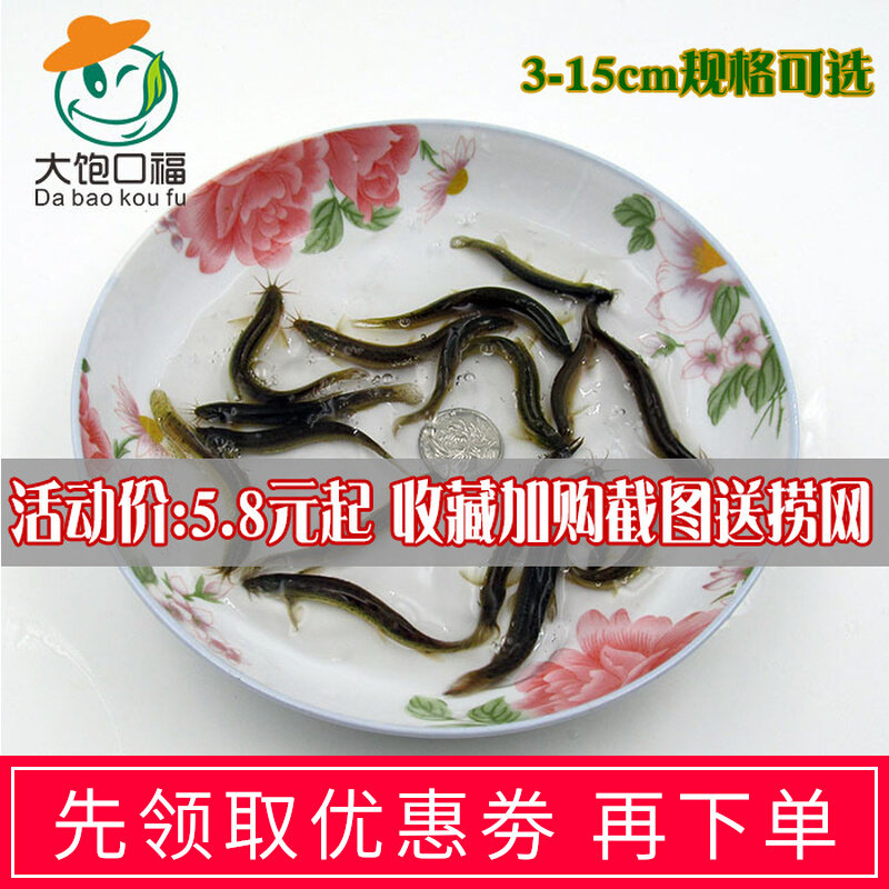 Loach seedling breeding raft fishing small loach green loach round loach yellow loach release loach ornamental fish live feed