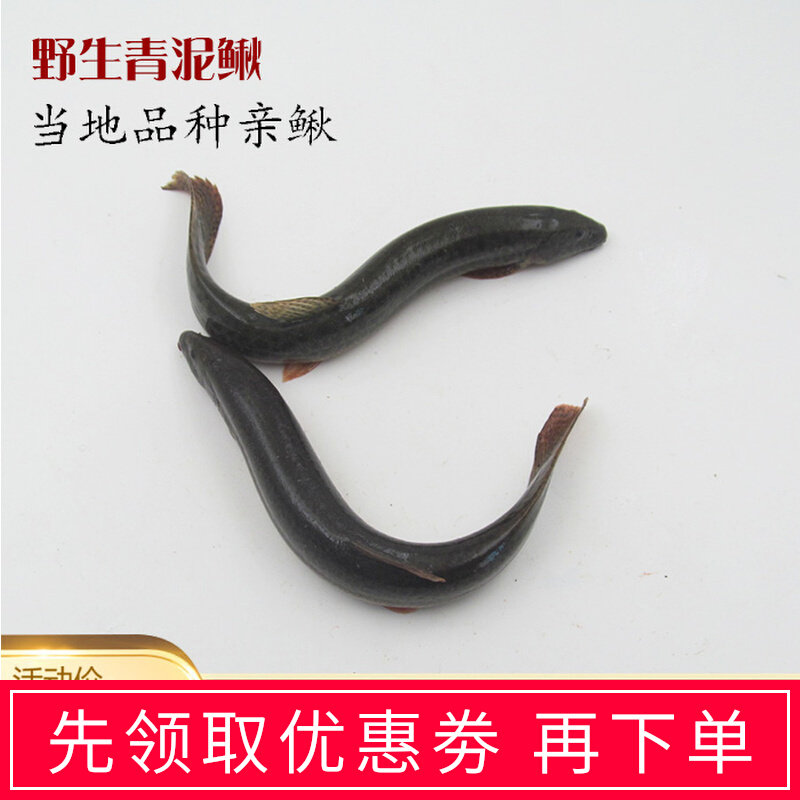 Kind of loach green loach white belly loach species fresh loach round loach fishing cocked mouth green loach fresh and live fishing seedlings