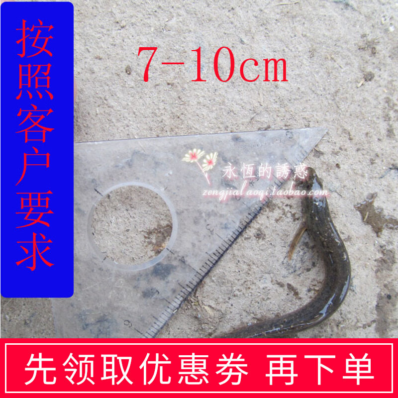 Ecological river loach fresh small loach seedling arowana feed snapping turtle ornamental fish feed 80-100 kg