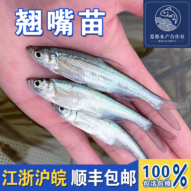 买翘嘴鲌鱼苗要注意什么?——聊聊2026年淡水鱼养殖趋势-鱼-淘宝百科网