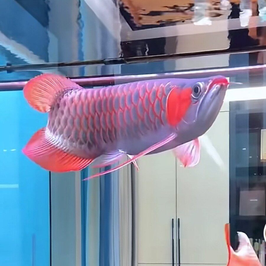 Glin格林 英奥特官方企业店