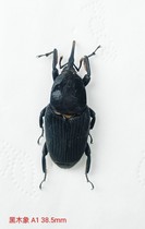 Black Velvet Weevil 38 5mm Sumatra The texture is very good. If you are interested please chat with me privately~