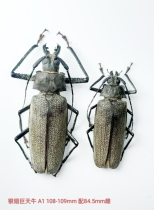 Silver-winged giant beetle