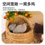 Pet Shangtian Luding Chicken Cao Cao Cao Cao Cao куриный дом яичный голубите