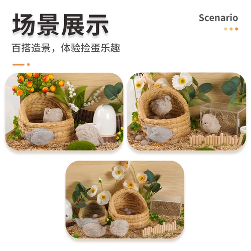 Pet Shangtian Luding Chicken Cao Cao Cao Cao Cao куриный дом яичный голубите