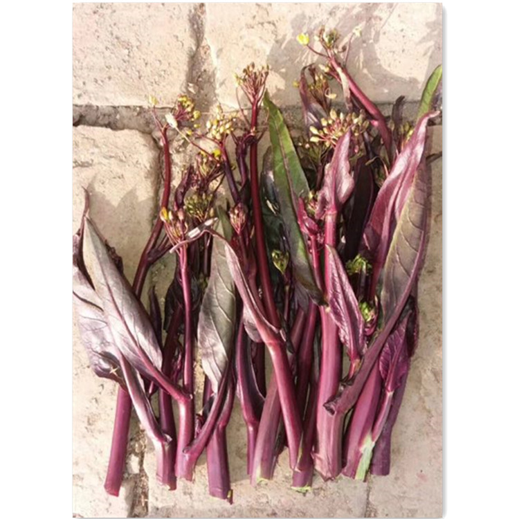 Golden autumn red cabbage moss seeds red cabbage seeds autumn and winter cabbage seeds red 49 cabbage seeds 5g