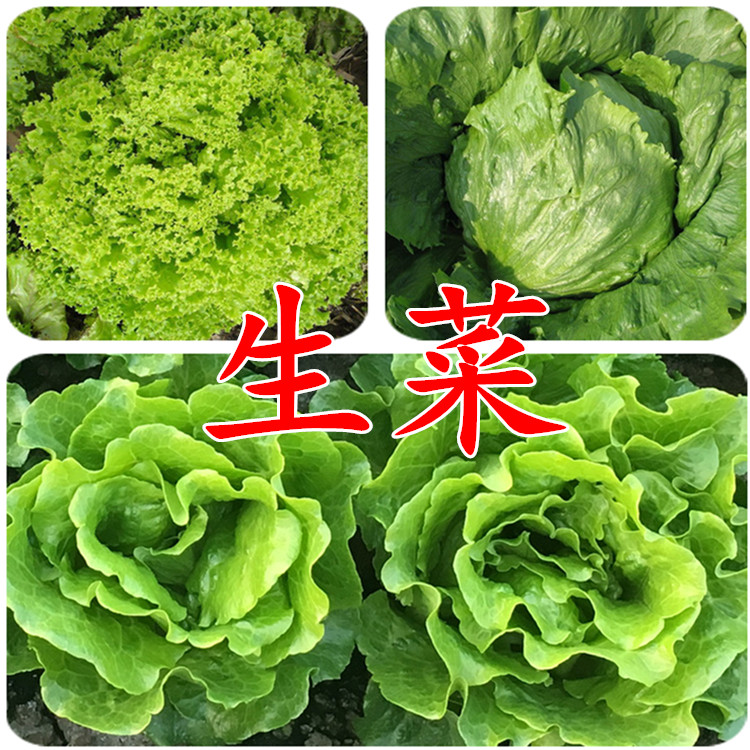 Italian Raw Vegetable Seed Balls Raw Vegetable Seed Cream All Season Balcony Green Vegetable Half Knots Rape Seed Vegetable Seed