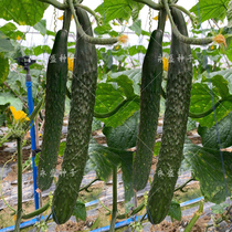 Cucumber planting the Guangdong Agricultural Academy Gold Medal No. 1 Cucumber seed seed cucumber seed and vegetable high yield four seasons
