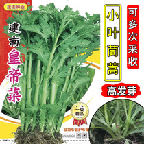 Chrysanthemum chrysanthemum seed Penghao rapeseed Jiannan emperor vegetable seed vegetable seed seed big leaf balcony potted four seasons vegetables