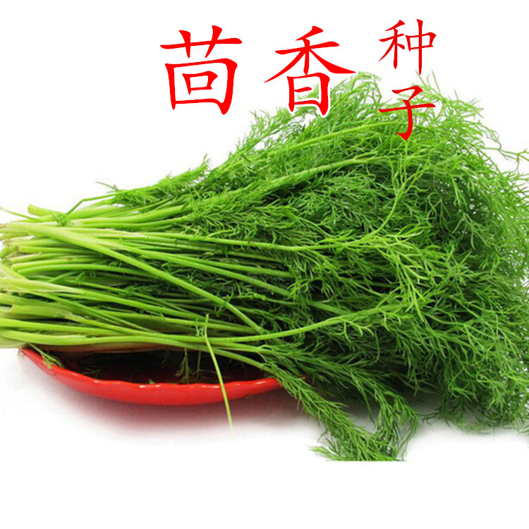 Stubble fennel seeds cumin rapeseed large bulbs potted vegetable seeds Four seasons sowing balcony spring and autumn multiple harvests