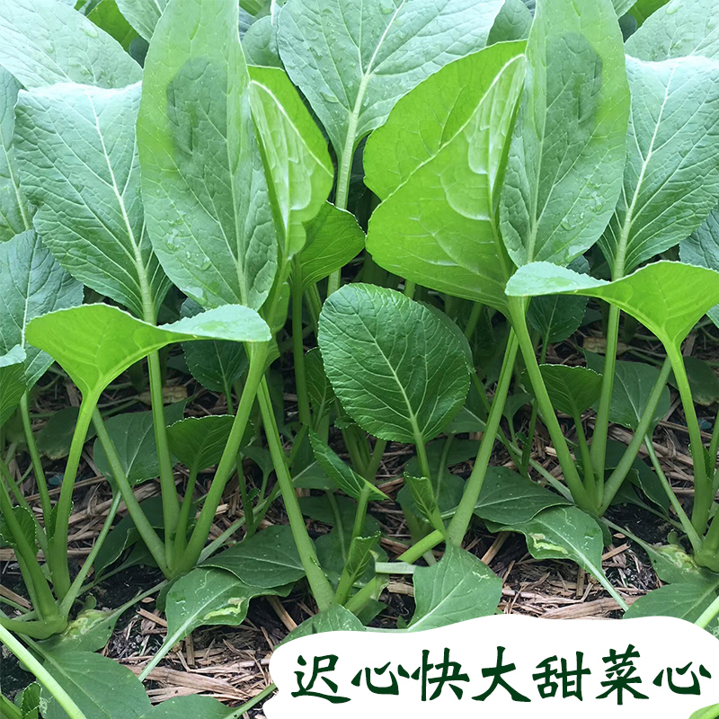 Small Late Vegetable Hearts Seed Small Vegetable Seeds All Season Sowing of Disease-resistant Tasty Farmyard Cultivation Large Fields With All Kinds-Taobao