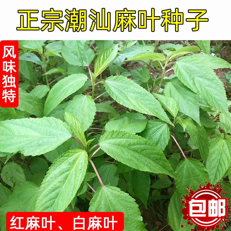 Jute leaf seed of Shanthan seed jute hemp hemp hemp hemp seed vegetable vegetable vegetable seed