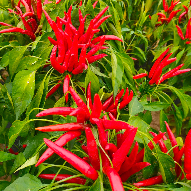 Refers to the pepper seed spicy pepper seed precocious and high yield anti-disease pepper pepper pepper pepper