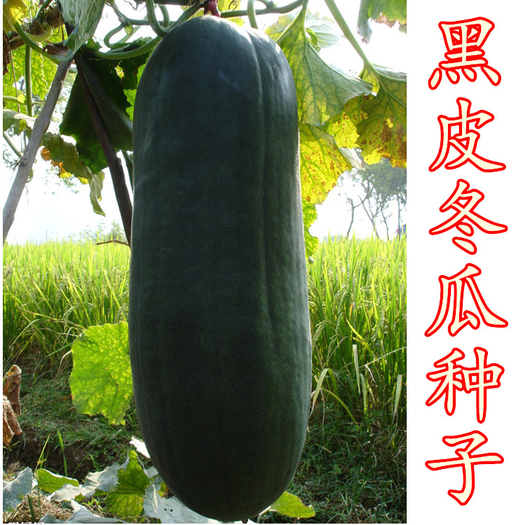 Black Leather Winter Melon Seed Large Winter Melon Seed Shells Guangdong Giant Winter Melon Four Seasons Vegetable Seed Courtyard Cultivation
