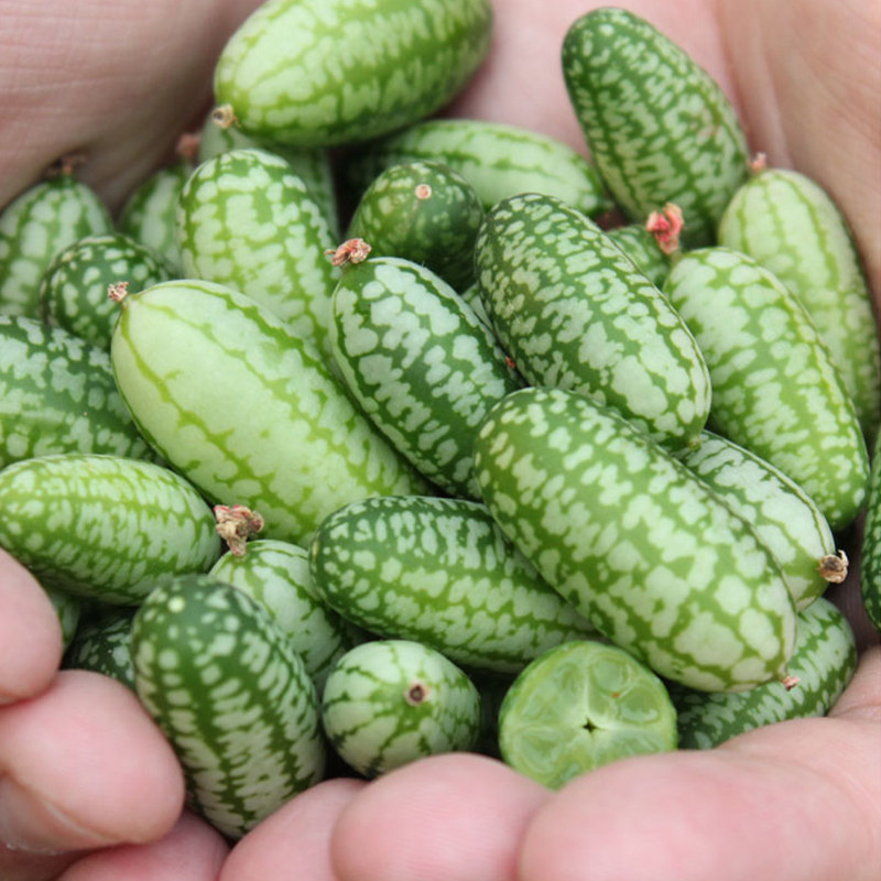 Watermelon Seed Thumb Watermelon Seed Mini-Watermelon Seed Fruit Seed Patio Courtyard Balcony to watch edible