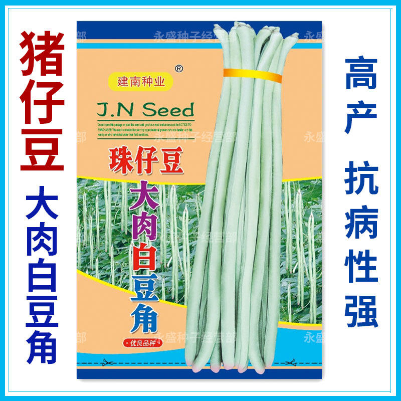 Bean Corner Seed Pog Beans Seed August Pearl Bean Large Meat Sweet White Bean Horn Vegetable Seed Bean Seed Bean Seed Large Whole