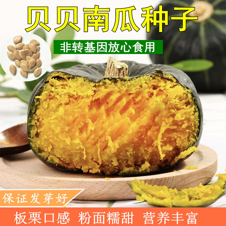 Chestnut pumpkin seed babe pumpkin seed seed mini pumpkin powder glutinous sweet board chestnut taste