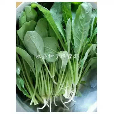 LuoBu seedling seeds LuoBu seedling vegetable seed small Luobe eating seedling special vegetable seeds Four Seasons sowing