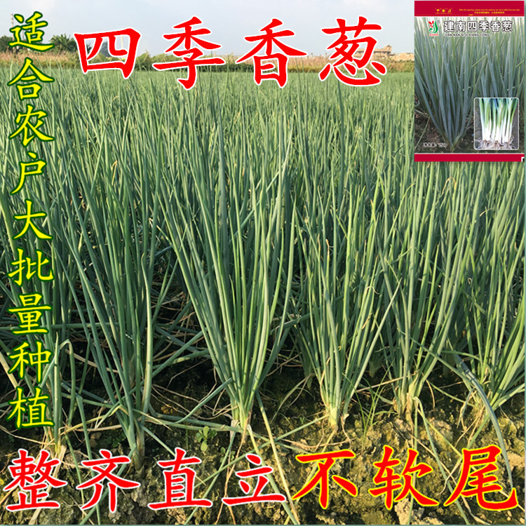 Season small scallion seed leaf thick and high yield small scallion seed anti-rain quality hard stalk finely chopped onion seed all season