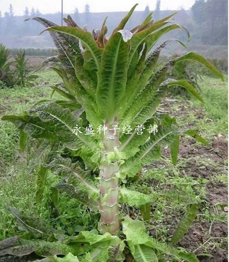 Yongan red tip leaf lettuce seed red oil wheat vegetable seed peel thin flesh and high yield Four seasons can be sown