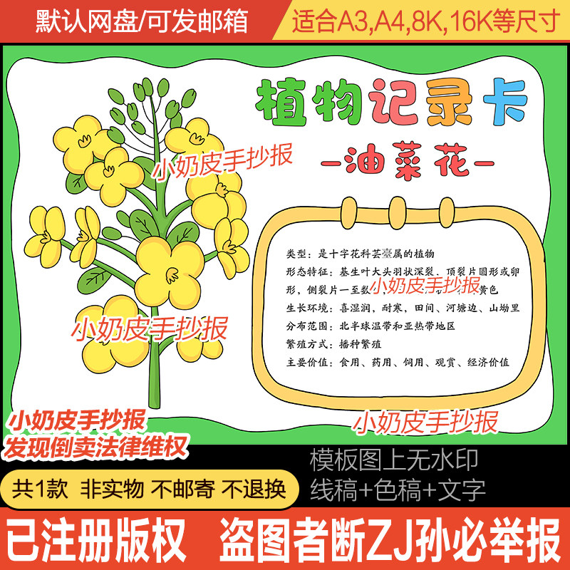 油菜花植物记录卡手抄报自然笔记小报模板电子版简笔画黑白线稿涂