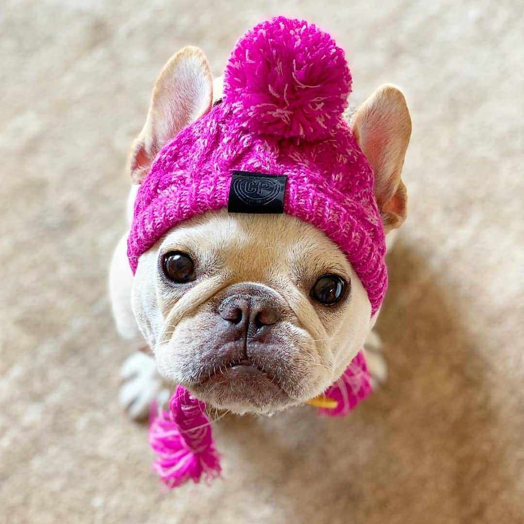 Pets Autumn winter hair line hat knit hat Cute Hair Ball Warm Windproof Face-fighting Snow Neri Dog Kitty headgear-Taobao