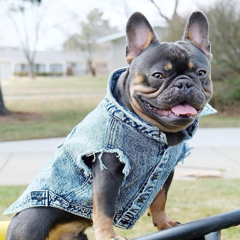 Trendy ins Pet Dog Denim Jacket Vest All-Cotton Washed Teddy French Bulldog Shiba Inu Corgi Pug