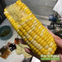 Fresh corn fruit corn flower glutinous corn sweet corn Wenzhou farmhouse self-planting corn cob Taishun one shop