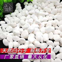 Natural white stone garden Balcony courtyard set Pebbles White stone gardening potted stone fleshy paving