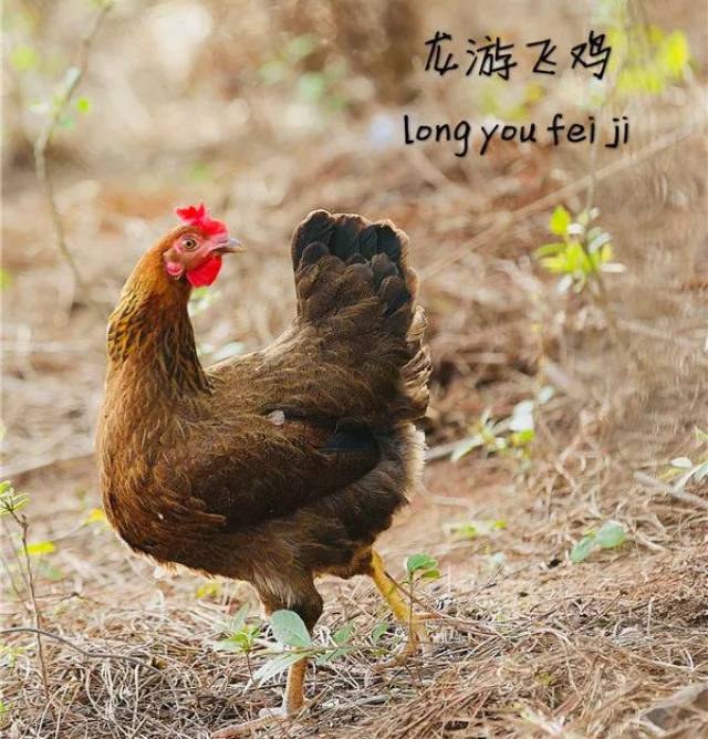 龙游麻鸡种蛋基地