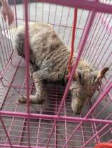 (Phoenix) A stray dog in armor(not for sale)