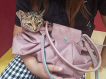 The long plank road is lucky to have love without fear of the mountains and cliffs without fear of the road (not for sale without physical goods)