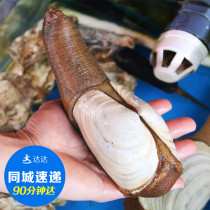 Live Geoduck Weevil Big Clam Seafood Aquatic products live seafood